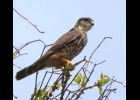 Merlin