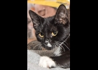 Nessa is a sweet CH girl that gets around well. She is around 6 months old. Call 989-894-0174.