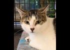 Olivia is a beautiful , 2 yr. old white/tabby cat looking for a family. She’s a bit shy at first, spayed and up to date on vaccines. If interested contact info@humanesocietybc.org.