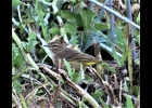 A palm warbler stops for a rest in Pinconning garden on his way from northern Michigan to the tropics for the winter. --Courtesy Photo