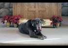 PATSY THE CHURCH DOG is seen relaxing in church.	                                                              --Courtesy Photo