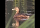 A pied-billed grebe seen at Nayanquing Point State Wildlife Area in early June. --Courtesy Photo