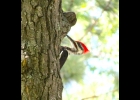 Pileated Woodpecker