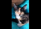 This is Poppy. She’s a 3.5 month old calico. Very sweet and spunky. She’s spayed and up to date on vaccines.   If interested call  Amy, Director of Furfest Rockin the Rescues at 989 894 0174.