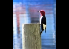 A red-headed wookpecker seen near Oscoda in June. --Courtesy Photo