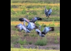 A group of dancing cranes seen north of Pinconning. --Courtesy Photo