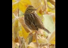 This Savannah sparrow rests on a wire watching the the bird watcher! --Courtesy Photo