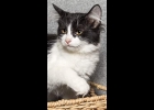 Scarlet is a mix of sweet and energy, she loves to bounce through the house and play a game of fetch. She’s ready for her forever home. Call  989-894-0174.