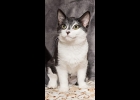 Shannon is the perfect mix of playful and loving. She was born on St. Patrick’s day, and is almost 5 months old. Fixed and up to date on vaccinations. Call 989-894-0174.