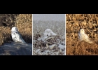 THE THREE PHOTOS OF SNOWY OWLS shown here are typical views of where owls are seen in the Pinconning area. The owl on the left was spotted in a roadside ditch just a few feet off the payment. In the center, an owl is hunkered down in a furrow during a snowstorm. On the right is an owl on snowless ground in a golden cornfield. If left undisturbed, Snowy Owls may sit for hours on end in a single spot without moving. --Courtesy Photos