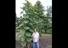Charles Tolliver is seen here standing among the 13+ foot tall Sunflowers in his garden in Fraser Township.                   	                      --Courtesy Photo