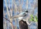 Tree Swallow