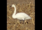 a tundra swan was seen walking through corn stubble near Pinconning in serch of food on his way to the Chesapeake Bay area for the winter. --Courtesy Photo