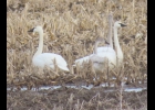 These tundra swans were recently in a local field, two adult birds were spotted standing on either side of their two offspring. --Courtesy Photo