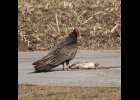 A turkey vulture is ready to dispose of a road killed rabbit in the area. --Courtesy Photo
