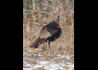 This male Turkey was seen along Fraser Road last winter. --Courtesy Photo