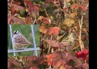This young White-crowned Sparrow was seen in October near Pinconning. The inset picture shows an adult sparrow photographed during the same week.                  			         --Courtesy Photo