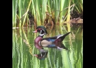 Wood Duck