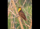 This Yellow-Headed Blackbird was seen on Nayuanquing Point July 2nd. --Courtesy Photo