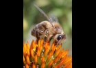 Honey Bees attracted to blossoms