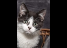 Cadence is a sweet little black and white boy, 3 1/2 months old looking for a forever home. She’s spayed, and up to date on vaccines If interested call Amy at 1-989-894-0174.