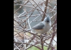 Tufted Titmouse