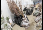 As part of Saginaw Bay Nature Festival, each year members of the Rotary Club of Pinconning & Standish volunteer to sort trees at the annual Arenac Conservation District tree and shrub sale. On April 14, 2023, seventeen members and friends of the Rotary Club worked for about 77 hours total to process many of the orders for a large portion of the over 55,000 trees, shrubs, and plants being sold. Orders range in size from small (1 tree) to large (8,000 trees) and each order is packaged separately. Arenac Count