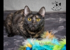 Madonna is a pretty tortie girl looking for a forever home.  She’s very sweet and playful. She is spayed and up to date on vaccines.  If interested call 1-989-894-0174.