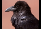 Common Raven