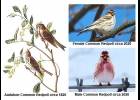 Common Redpoll