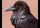 Common Raven -- Photo from the National Park Service Public Domain