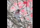 A Common Redpoll perched in a tree. --Courtesy Photo