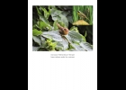 A female common yellowthroat with the male in the inset photo --Courtesy Photo