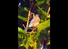 Eastern Bluebird