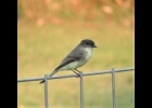 AN EASTERN PHOEBE perched on a fence.                                         					              --Courtesy Photo