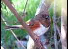 An eastern towhee Michigan’s most colorful sparrow. --Courtesy Photo