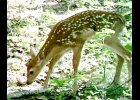 White Tail Fawns graze on new grass at McLean Nature Preserve. --Courtesy Photo