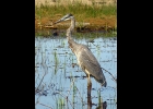 A GREAT BLUE HERON, the tallest bird in Michigan, was spotted along the Tawas Bay in early October. --Courtesy Photo