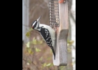 A male Hairy Woodpecker is shown eating suet on a feeder. -- Courtesy Photo