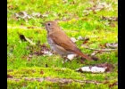 Hermit Thrush