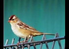 Immature White-crowned Sparrow