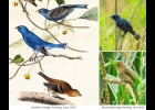 Indigo Bunting