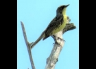 A kirtland’s Warbler seen along the AuSable River. --Courtesy Photo