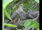 A Mourning Dove with her babies perched in a tree. -- Courtesy Photo
