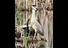 A black-crowned night heron on a morning in early June at Nayanquing Point State Wildlife Area. --Courtesy Photo