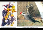 Pileated Woodpecker
