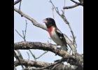 A male Rose-breasted grosbeak. --Courtesy Photo