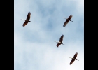 Sandhill Cranes