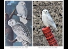 Audubon Snowy Owl, circa 1820. Pinconning Snowy Owl, circa 2020