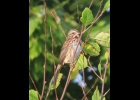 Song Sparrow
